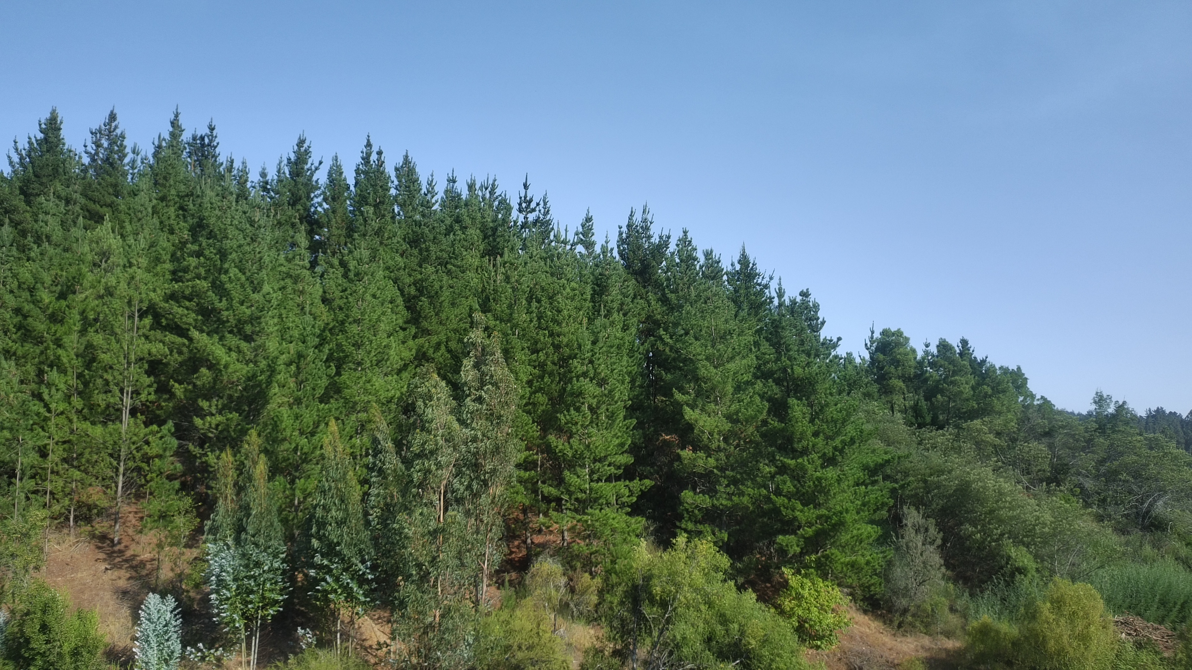 Entorno de bosque nativo junto a los terrenos en Trehuaco