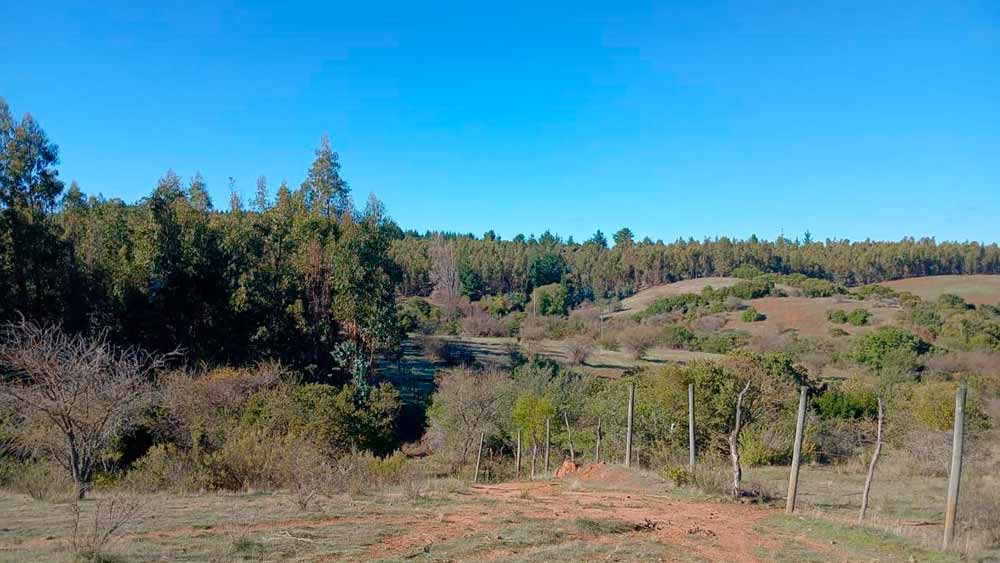 Venta de Terreno Agrícola 7,3 ha en Cauquenes, Maule